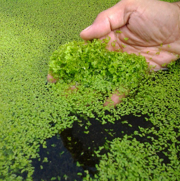 Duckweed has the unique ability to purify polluted water.