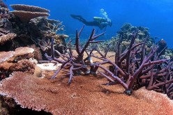Interbreeding tropical coral species with cooler ones can save them from climate change.
