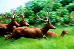 Three decades after returning to their homeland, the population of David's deer--known as Milu deer to Chinese--has grown to over 3,000 in China.