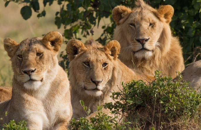 Several lions will be re-introduced in Rwanda at the Akagera National Park.