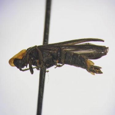The firefly UC Riverside undergraduate Joshua Oliva found is about half a centimeter long and black in color with an orange halo-like pattern on the shield covering its head.