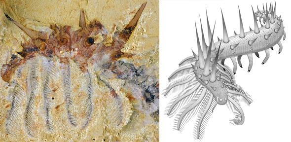 This weird ancient worm has hairy legs and spiky armor.