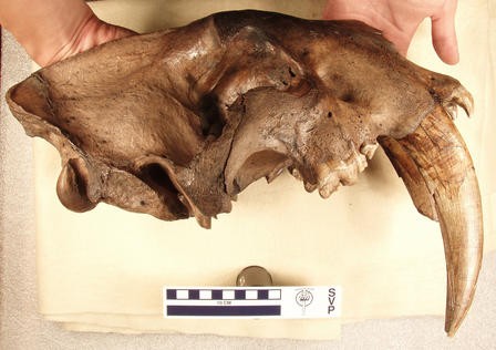 This fossilized jaw of an adult Smilodon fatalis shows the fully erupted canine. 