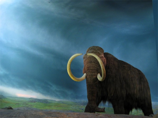 Woolly mammoths survived the extreme cold by genetic mutations that developed thick hair and other mammoth traits and features.