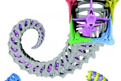 3D-printed models that mimic a seahorse tail were designed not only for potential engineering applications but also to answer the biological question, why might tails organized into square prisms be better than cylinders?