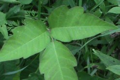 poison ivy plant