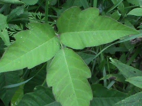 poison ivy plant