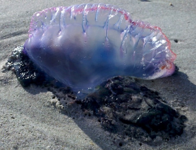 Portuguese man-of-wars are seen all across the Jersey Shore this weekend.