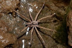 Your worst nightmare realized: some spider species can 