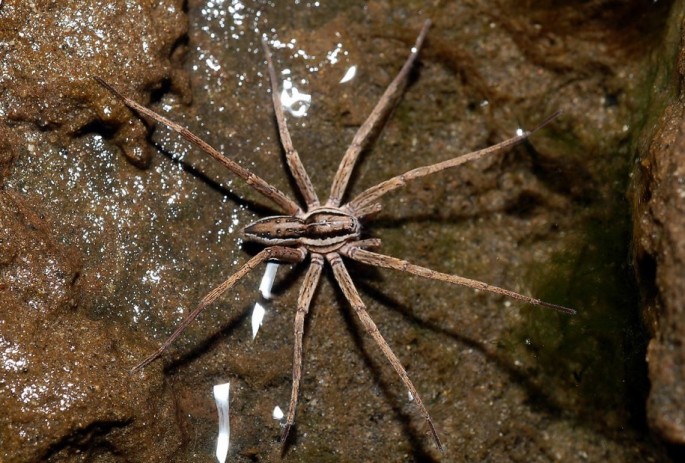 Your worst nightmare realized: some spider species can "sail" over water.