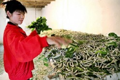 A woman feeding silkworms with mulberry leaves.