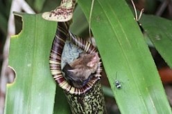 Bats roost inside pitcher plants where they provide fertilizer for the plant.