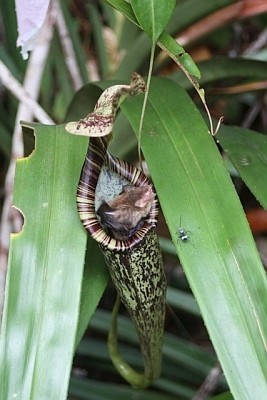 Bats roost inside pitcher plants where they provide fertilizer for the plant.