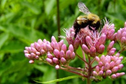 Climate change is shrinking habitable areas for bumblebees in North America and Europe, a new study finds.