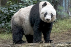 Jia Jia is set to break the world record for being the oldest giant panda living in captivity.
