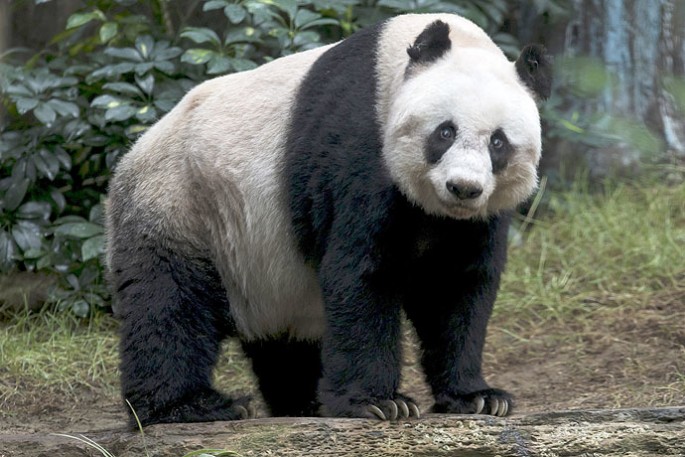 Jia Jia is set to break the world record for being the oldest giant panda living in captivity.