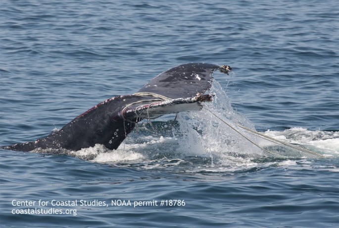 The Marine Animal Entanglement Response team (MAER) at the Center for Coastal Studies (CCS) freed a badly entangled humpback whale today on Stellwagen Bank, approximately 5 miles north of Provincetown, MA. 