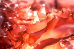 Dulse seaweed can taste like bacon when it's fried or smoked according to researchers.