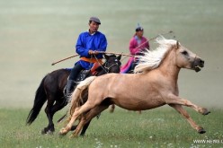 Herdsmen try to lasso a horse during a competition in Abag Banner, north China's Inner Mongolia Autonomous Region, July 18, 2015. 