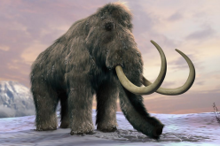 Humans, not climate change, caused the death of the woolly mammoth, according to a new study.