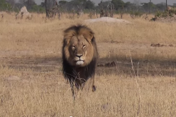 Cecil the lion was killed by American dentist in Zimbabwe, causing outrage worldwide and online petition for justice.