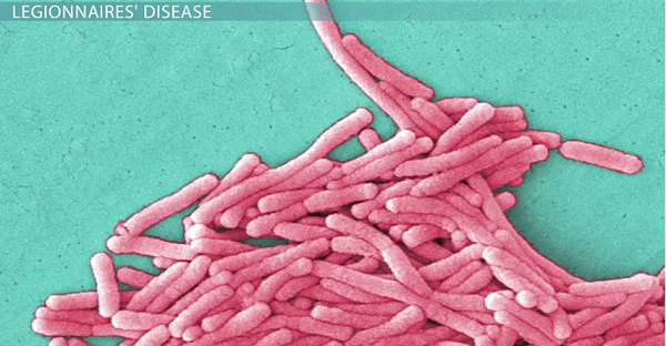The Legionella bacteria are the cause of the Legionnaires' disease that killed 2  people in New York City