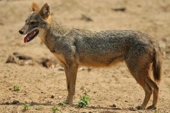 The African golden jackal is closely related to wolves.