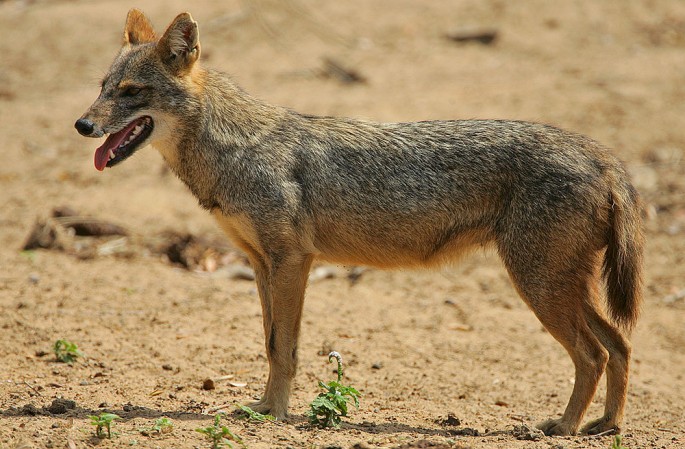 The African golden jackal is closely related to wolves.