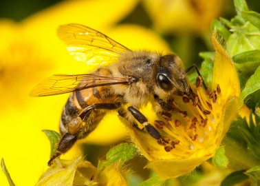 With the discovery of how bees naturally vaccinate their babies, researchers can now develop the first vaccine for insects. This vaccine could be used to fight serious diseases that decimate beehives. This is an important development for food production.