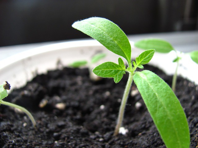Plants send out stress signals similar to the way animals do.