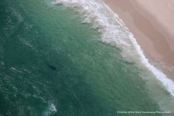 Two great white sharks are seen off the shores of Chatham, Massachusetts last week.