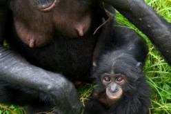 Baby bonobos can produce sounds similar to human babies.