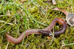 Worms have special gut compounds so they can eat dead leaves containing toxins.