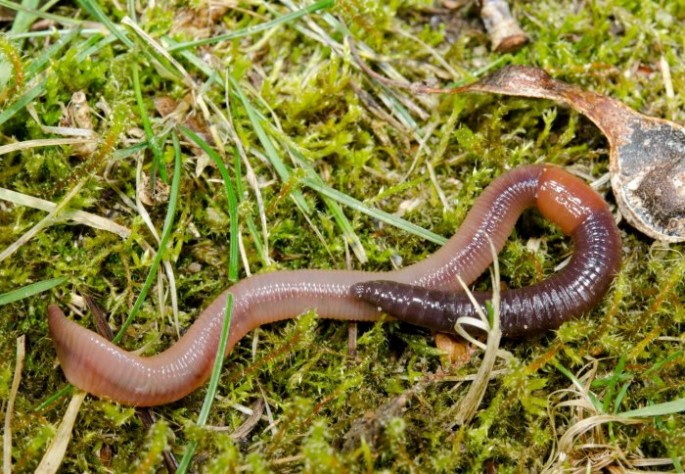 Worms have special gut compounds so they can eat dead leaves containing toxins.