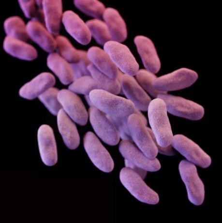 Enterobacteriaceae (CRE) bacteria