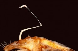 New species of anglerfish is found under the deepest depths of Gulf of Mexico.