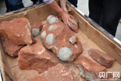 A worker arranges dinosaur egg fossils unearthed in Heyuan, Guangdong Province, on April 19, 2015.