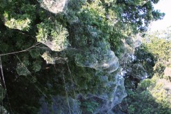 A large ‘communal’ spider web at the Lakeside Park South section of the Dallas suburb of Rowlett.