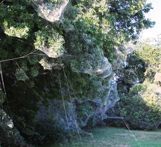 A large ‘communal’ spider web at the Lakeside Park South section of the Dallas suburb of Rowlett.