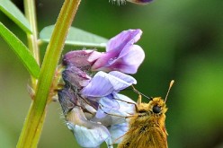 The large skipper butterfly might become extinct by 2050 due to climate change.