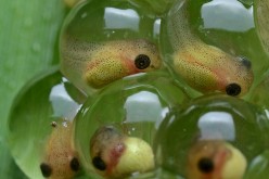 A new parasite is killing tadpoles, which is a major factor in declining frog populations worldwide.