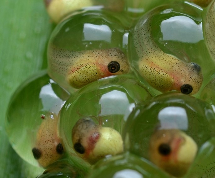 A new parasite is killing tadpoles, which is a major factor in declining frog populations worldwide.