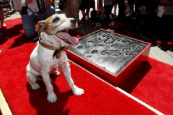Canine star Uggie  of 'The Artist' passes away
