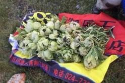 An undated photo showing several snowdrop flowers allegedly picked by hikers in Mount Tianshan, Xinjiang Uyghur Autonomous Region.