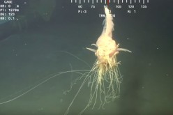 Rhizophysid Siphonophore possibly Bathyphysa sp. Observed off Angola (Block 18) in 1325m deep water