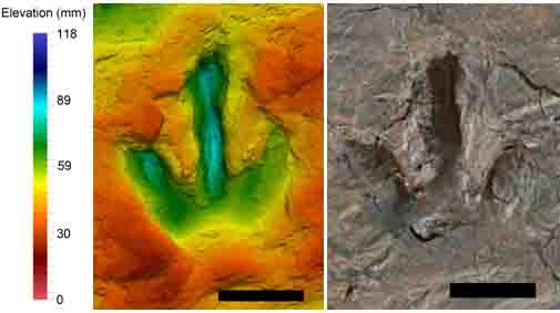 False color photo of megalosauripus footprints. Color scale shows how deep the footprint goes down. The footprint is left by the small dinosaur