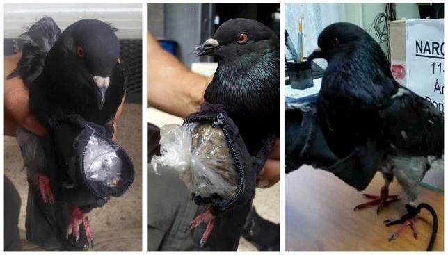 Pigeon Caught Smuggling Cocaine, Cannabis into Jail