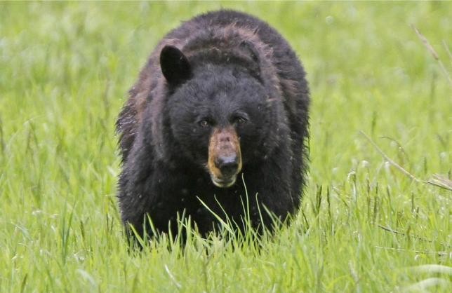 Study shows drones may actually cause significant stress to wildlife animals like bears.