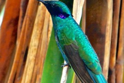 This male Sparkling Violetear hummingbird (Colibri coruscans) extends his tongue after feeding on nectar, readjusting the forked tips. 