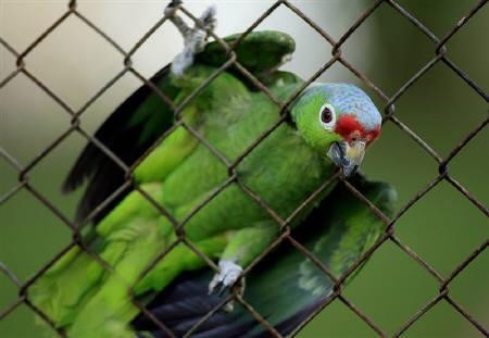 Scientists have discovered that parrots use tools to break seashells